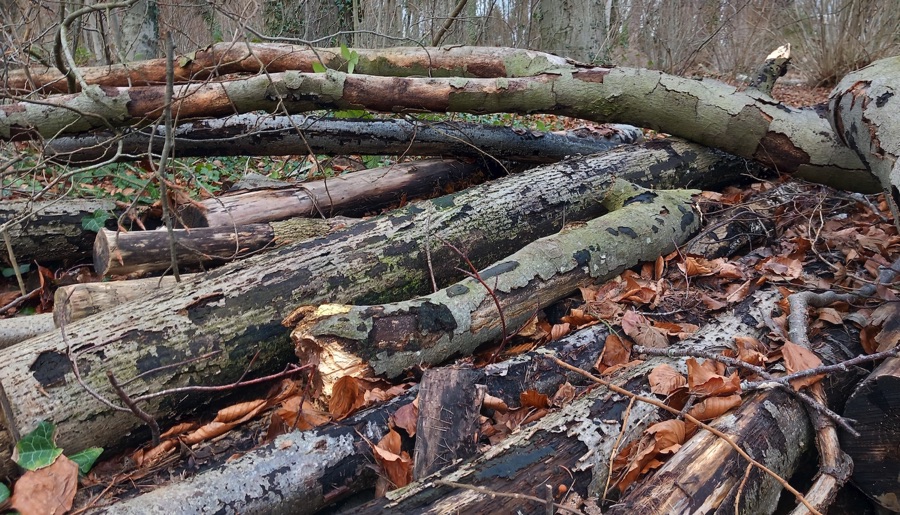 Log pile